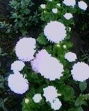 Callistephus chinensis