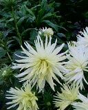 Callistephus chinensis