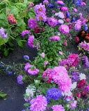 Callistephus chinensis vegyes